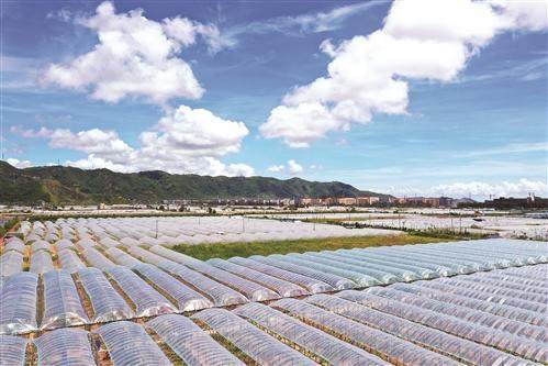 玉环:做强蔬菜产业|盘菜|花菜|玉环市|蔬菜|蔬菜种植