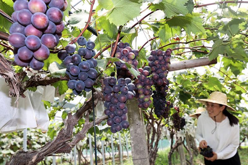 个大,无核,甜度高,上海本地研发的"申华"大葡萄上市了_腾讯新闻