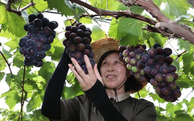 个大无核甜度高上海本地研发的申华大葡萄上市了