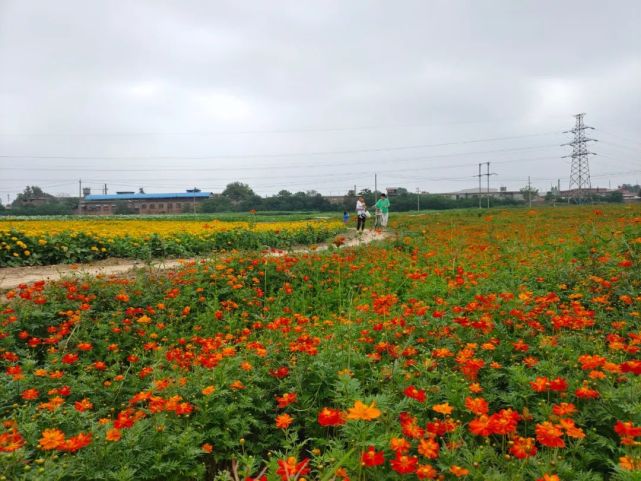 实拍:兴平风车花海你知道吗?太美了!