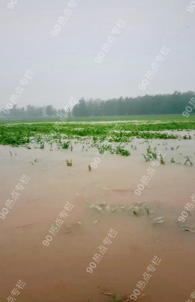 河南鹤壁大水淹田农妇跪地痛哭这是一年的收成啊太可怜