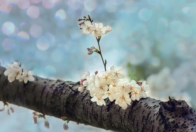 抖音结婚喜庆歌曲视频_沾沾喜气婚礼抖音_抖音婚礼神曲