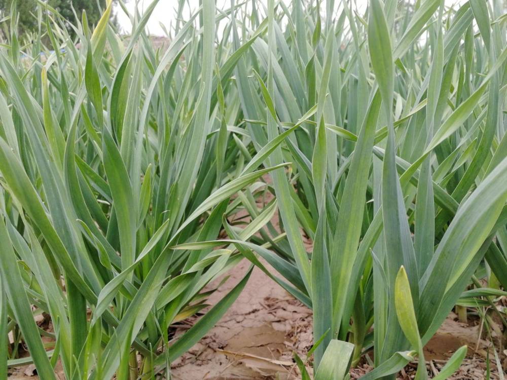 農民種植伏季蒜苗,合理密植,加強田間管理,葉色翠綠辣味濃