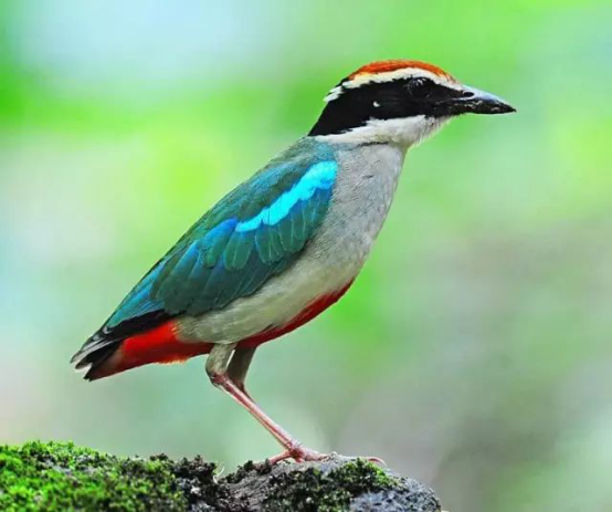 江西现8种颜色羽毛的仙八色鸫属全球性易危鸟类