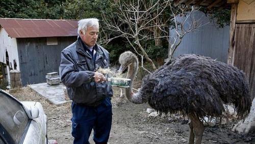 日本老人不顧反對進入核輻射區照顧變異動物6年後來怎麼樣