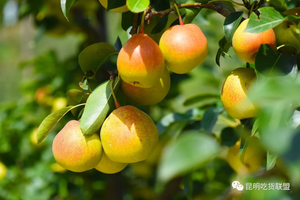 来昆明城郊亲手摘一筐小红梨煮一锅小红梨炖鸡