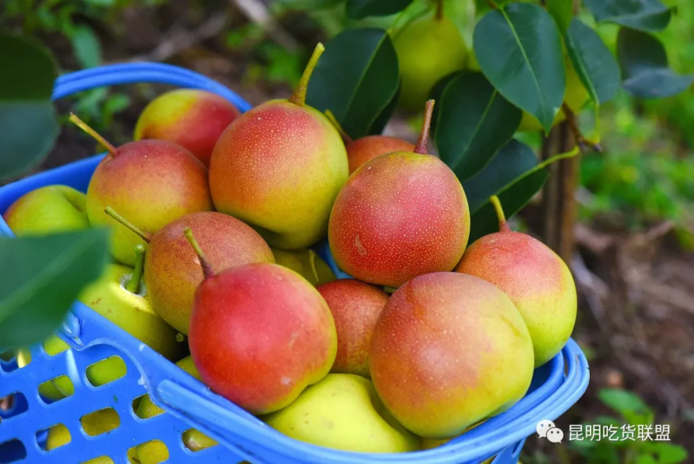 来昆明城郊亲手摘一筐小红梨煮一锅小红梨炖鸡