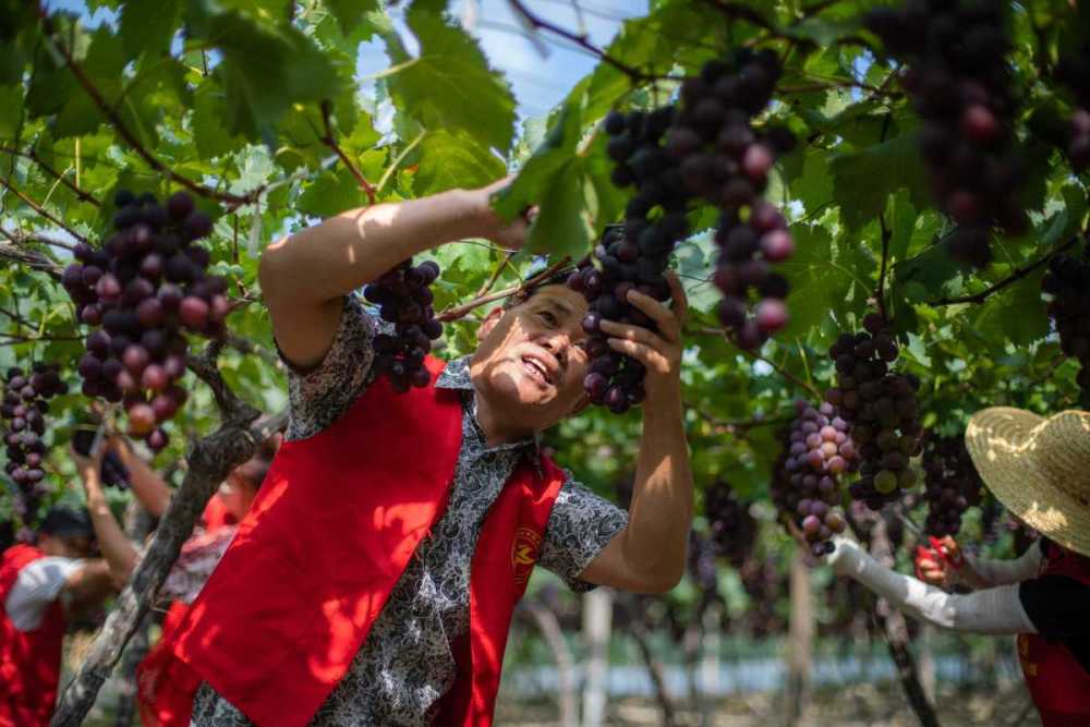 抢摘水果3万斤!北仑爱心接力打通助农抢收"绿色通道"