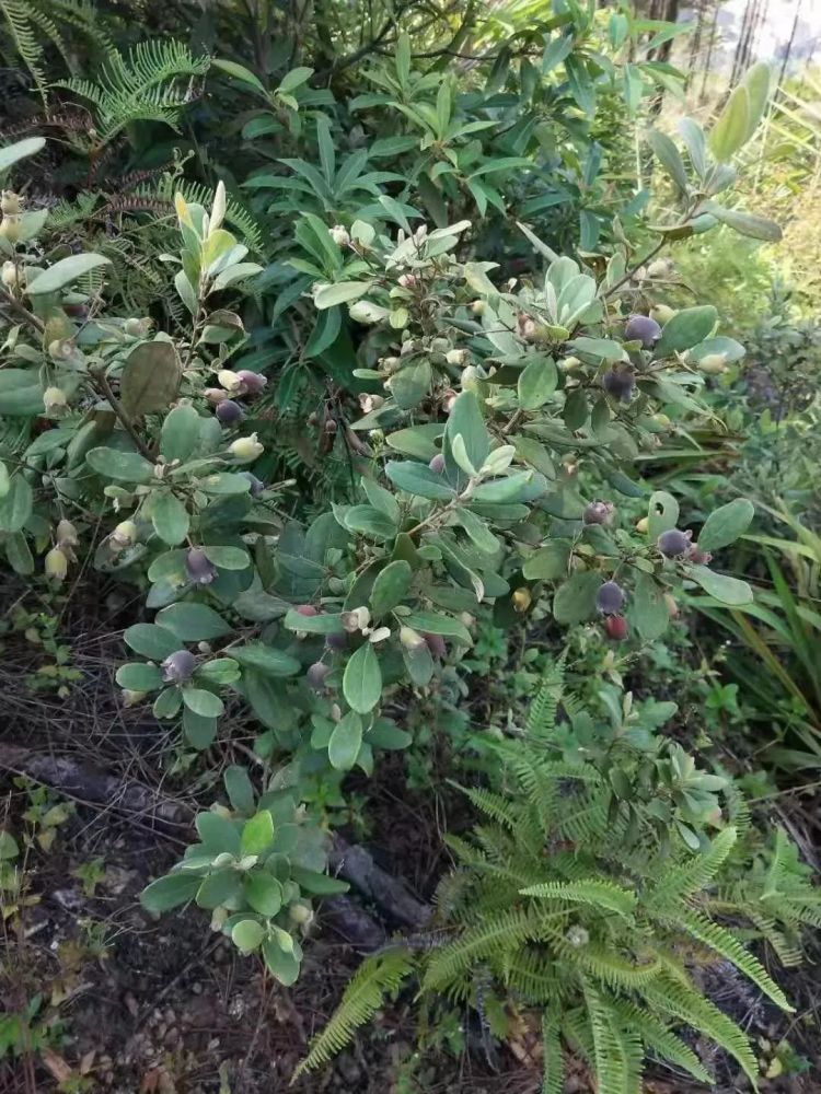 昭平的小夥伴們,捻子熟了,漫山遍野,趕緊去摘吧!