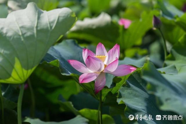 情报站雅致清新章丘白云湖千亩荷花竞相绽放湖光云影共徘徊