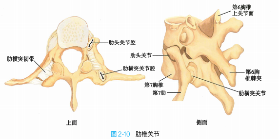 今天帶你深入瞭解軀幹骨的連接_騰訊新聞