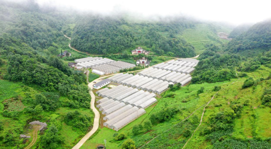 记录小康|彝良柳溪:小小红辣椒,铺就火红致富路|柳溪乡|彝良县|小辣椒