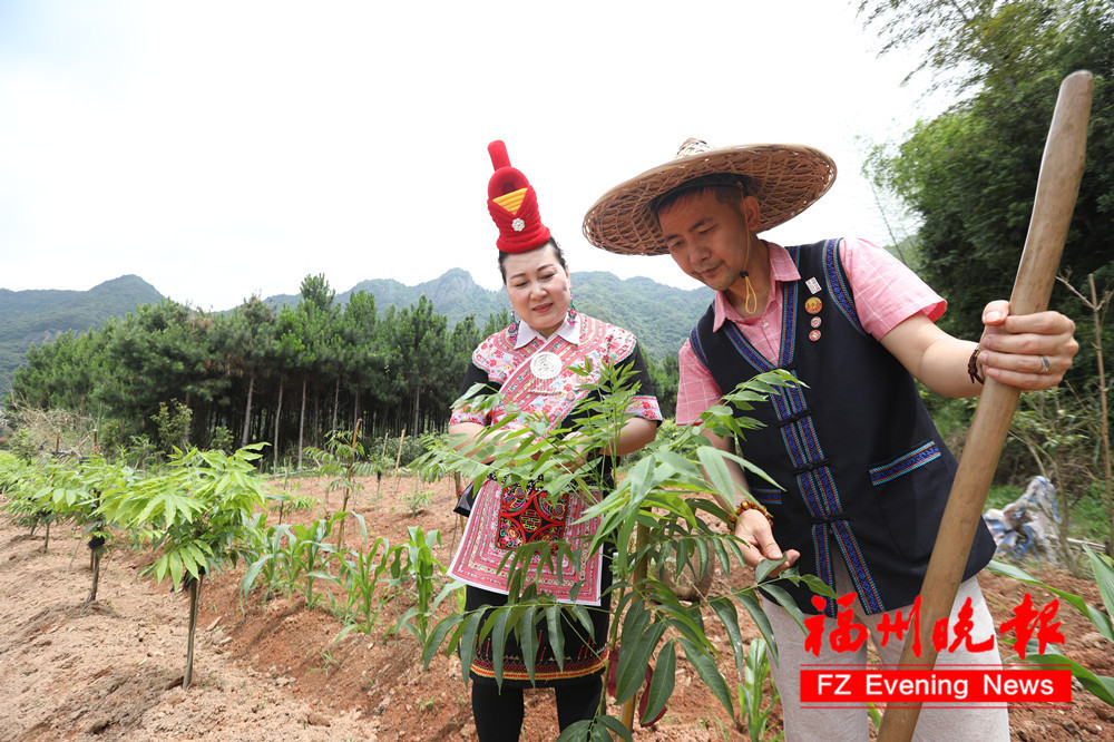 涂抹草药液后,先用竹板刮痧,再拿药锤拍打…近日,记者在福州罗源畲