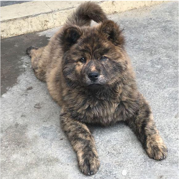 之所以称呼它们为"土狗",正是因为它们所属的地域就在中国本土,就是