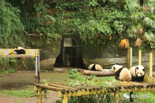 重慶動物園這麼大怎麼逛莫慌請先收好這幅圖