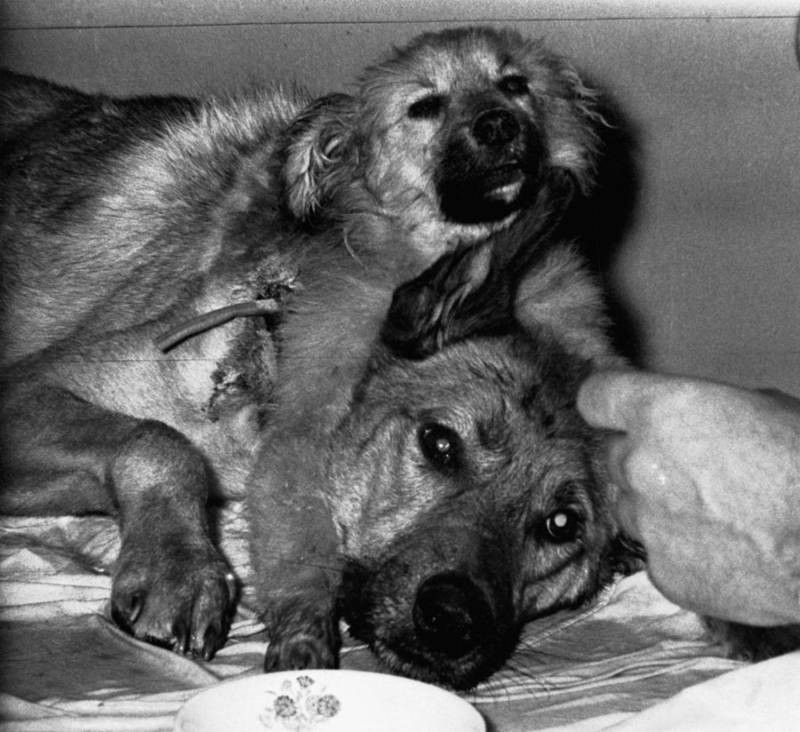 实验犬之殇!被美国移植大脑,被苏联接上两个头,死亡是最终归宿