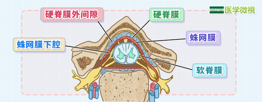 椎管内有脊髓和三层脊髓被膜,脊髓被膜从内至外为软膜,蛛网膜和硬脊膜
