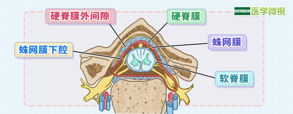 03 什麼是半身麻醉? 椎管內有脊髓和三層脊髓被膜,脊髓被膜從內至