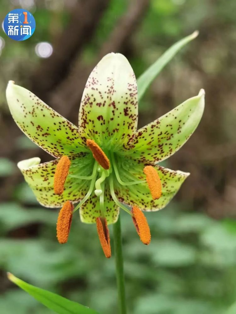 3株!国家级濒危物种绿花百合现身秦岭