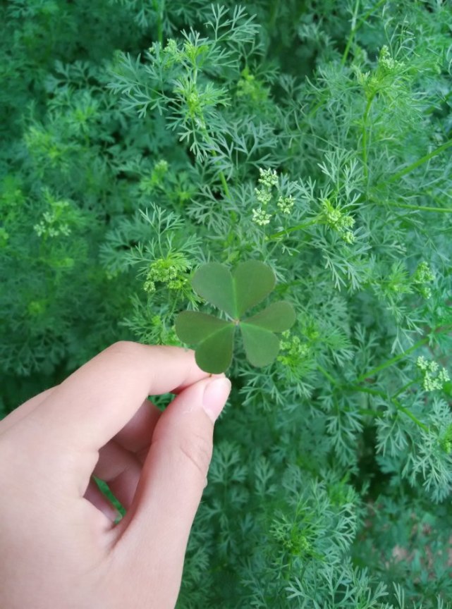 这是什么植物识别拍照图片