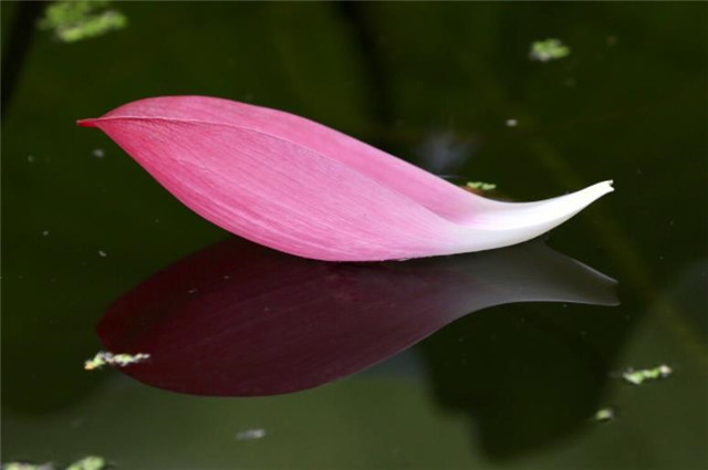 荷花花瓣落花五首,落片自成船,走遍水中天