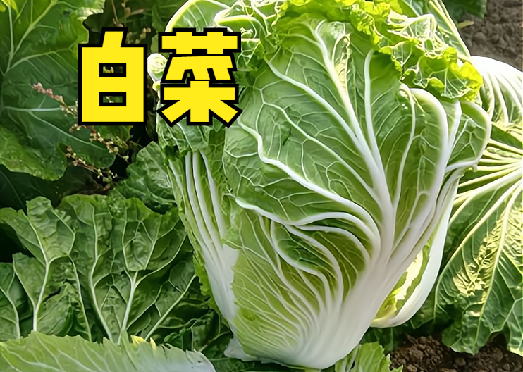 1,大白菜