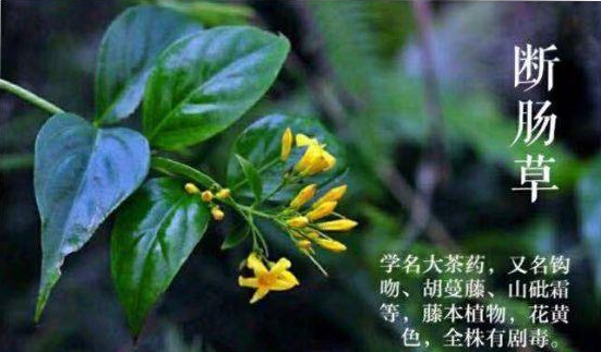 然而,覃某某自恃"经验"丰富,将未经毒性辨别的"雾水藤"配售给了赵某.