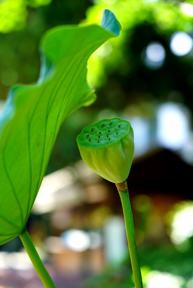 盛夏时节苏州太湖西山岛上的荷花早已竞相开放又到莲蓬采摘时
