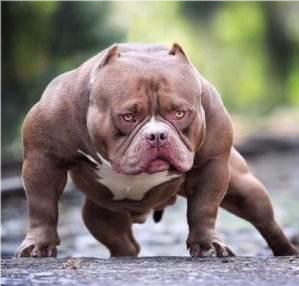 如果10只训练有素的比特犬,对战野生东北虎,有胜算吗?