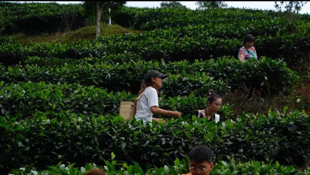 吃最危险的蘑菇，看最美的风景，开着国产豪华车游云南有多爽？