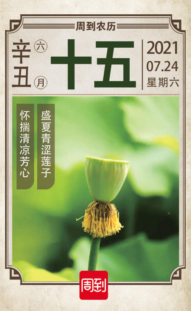 农历中国六月十五采莲蓬