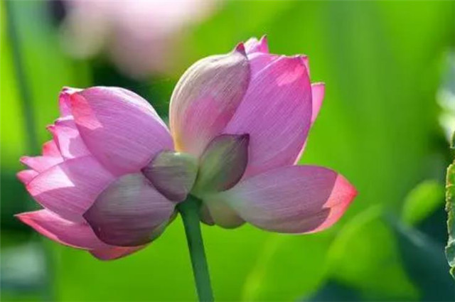 并蒂莲花(并蒂莲花是什么生肖)