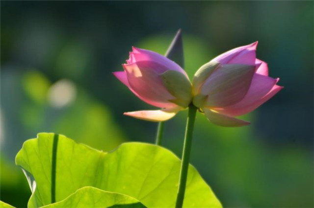 并蒂莲花诗词七首赏读 露湿红芳双朵重 并蒂芙蓉本自双 腾讯新闻