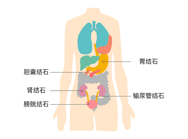 胆和胃的位置图片图片