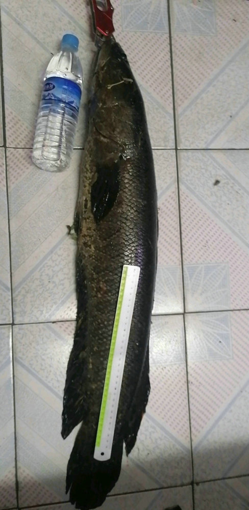 广东钓鱼人钓起罕见老黑鱼钓鱼人老婆不敢杀说像蟒蛇