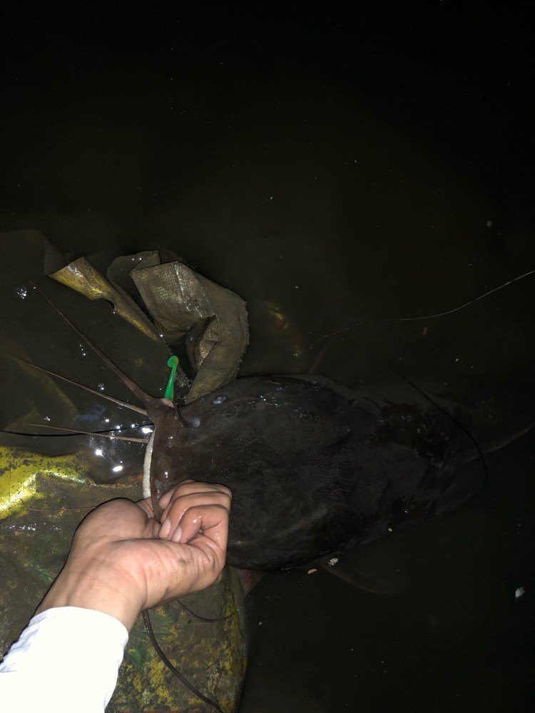 广东钓鱼人钓起罕见老黑鱼钓鱼人老婆不敢杀说像蟒蛇