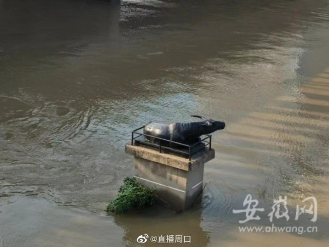 河南周口沙颍河水位下降铁水牛挺住了