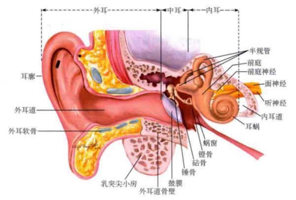中耳包括鼓室,咽鼓管,乳突窦和乳突小房四个组成部分