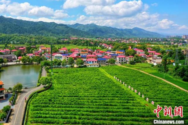 生态果树种植助力乡村振兴|王强|航拍|芦溪县|江西|东阳村|果树