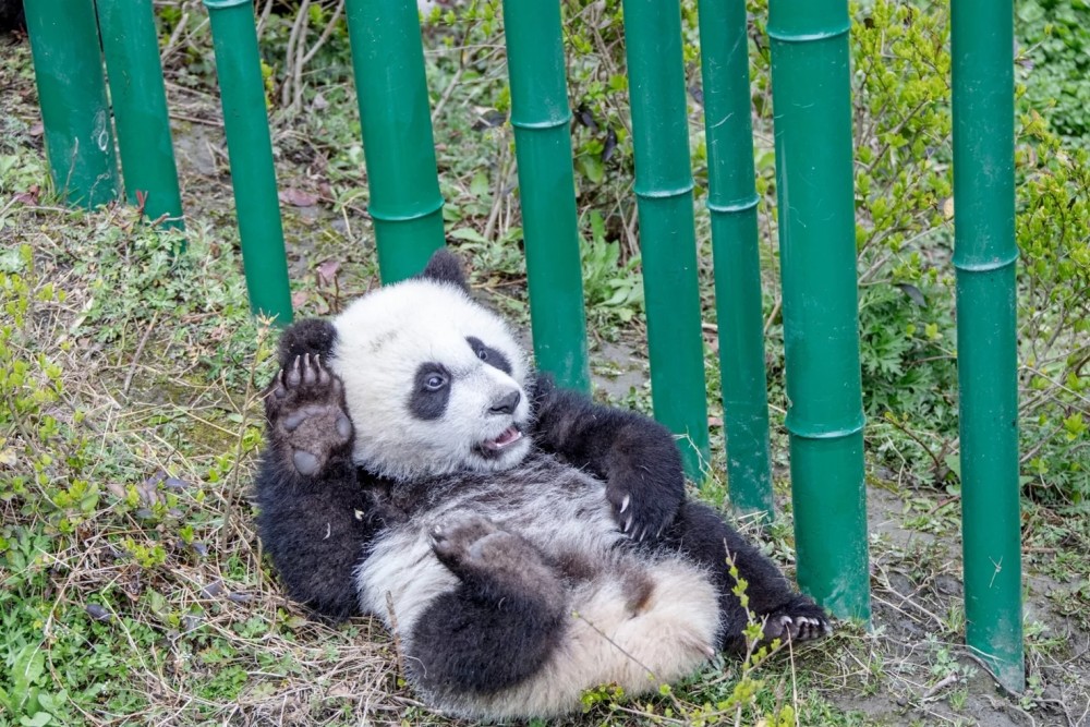 耿达镇的熊猫基地