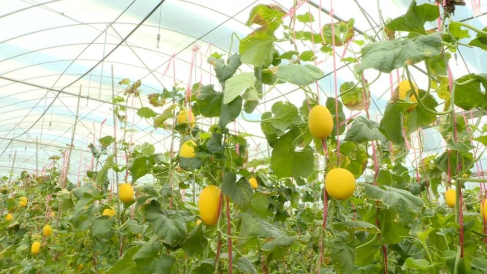 首次在河源种植的金香蜜瓜,熟了_腾讯新闻