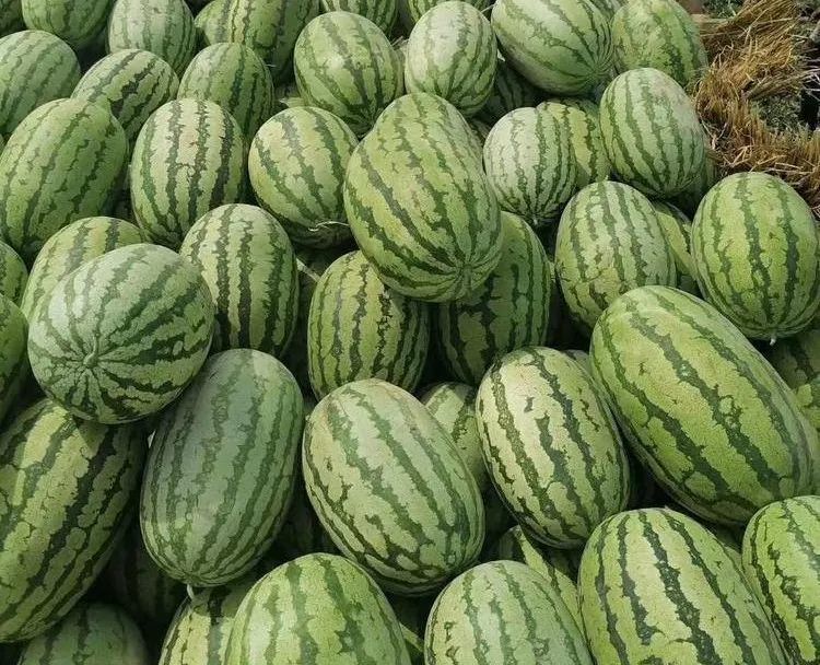 揭秘巴彦淖尔西瓜家族