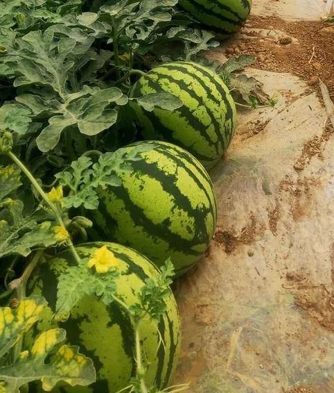 揭秘巴彦淖尔西瓜家族