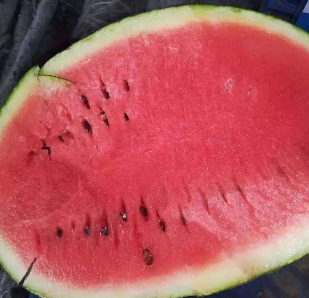 揭秘巴彦淖尔西瓜家族