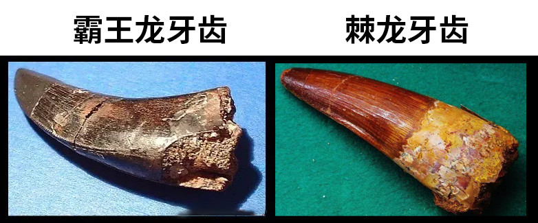 棘龙从单杀霸王龙的战神到职业渔夫