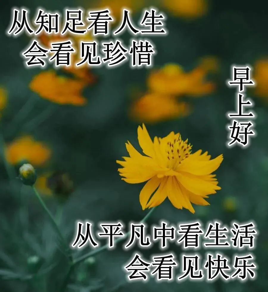 好看唯美的鮮花早上好動態圖片,早安祝福問候句子