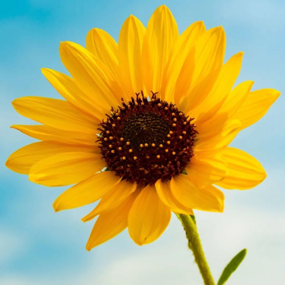 微信头像大全治愈系头像