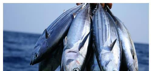 世界最硬的鱼可被做成菜刀牙齿难以咬动却成了日本人的最爱