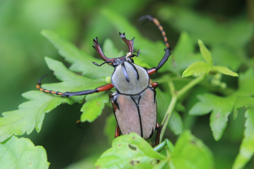 雄性黄粉鹿花金龟是只"戏精",动不动就喜欢四足腾空