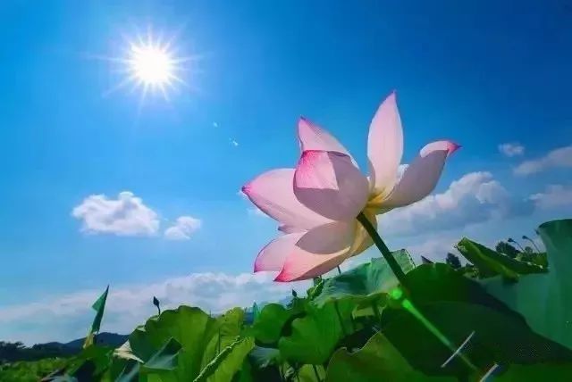 美美美永州各地的荷花惊艳整个夏天